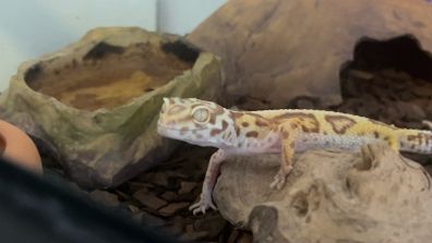 leopard gecko