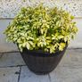Barrel planter Image 3