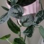 Scidnapsus pictus " Silver Ann" Satin pothos. House plant Image 2