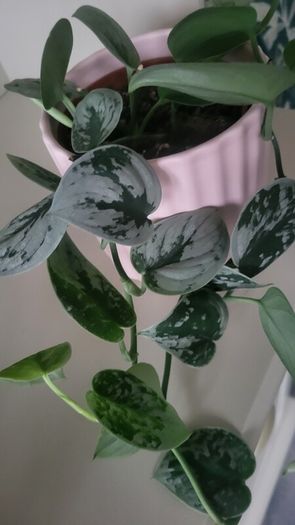 Scidnapsus pictus " Silver Ann" Satin pothos. House plant