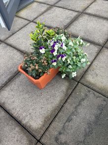 Window box