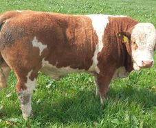 Pedigree Bulls