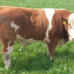 Pedigree Bulls