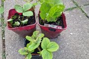 strawberries
