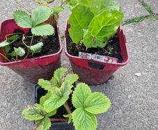 strawberries