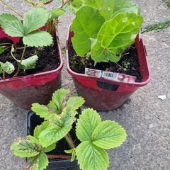 strawberries