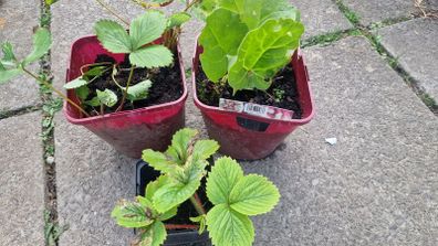 strawberries