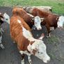 Organic cattle Image 4