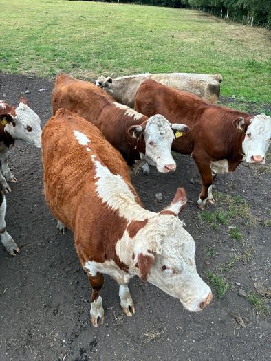 Organic cattle