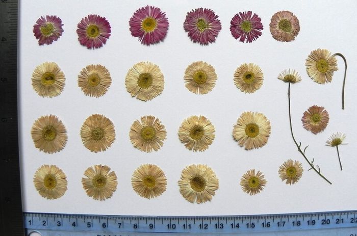 Daisies - Pressed Flowers for Crafting,`21 Pieces, Pink and White
