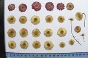 Daisies - Pressed Flowers for Crafting,`21 Pieces, Pink and White