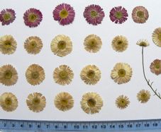 Daisies - Pressed Flowers for Crafting,`21 Pieces, Pink and White