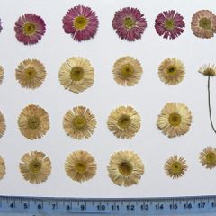 Daisies - Pressed Flowers for Crafting,`21 Pieces, Pink and White
