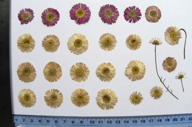 Daisies - Pressed Flowers for Crafting,`21 Pieces, Pink and White