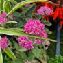 plants for sale Image 7