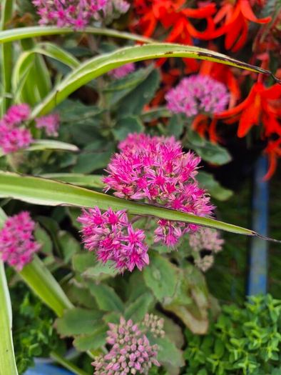 plants for sale