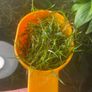 Guppy Grass (Najas) - Live Floating Aquarium Plant - Shrimp & Fry - 250ml Image 4