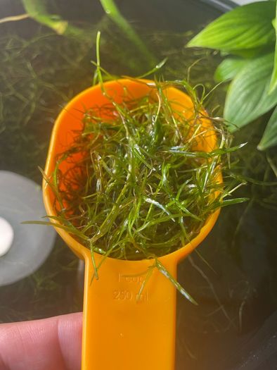 Guppy Grass (Najas) - Live Floating Aquarium Plant - Shrimp & Fry - 250ml