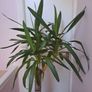 indoor plant Image 4