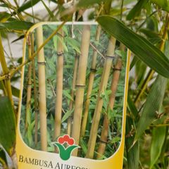 Bamboo plants