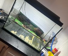 fish tank