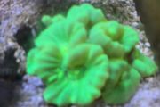 coral