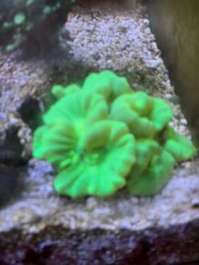 coral