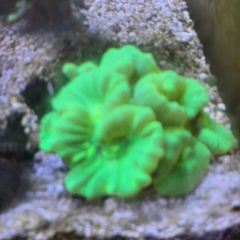 coral