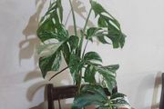 Gorgeous Variegated Monstera Albo Houseplant