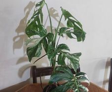 Gorgeous Variegated Monstera Albo Houseplant