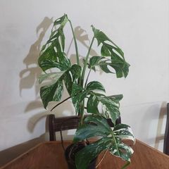 Gorgeous Variegated Monstera Albo Houseplant