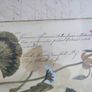 Vintage Custom Framed Botanical Illustration Print Of GERANIUM AFRICAN OR LADIES MANTLE LEAF. Image 9