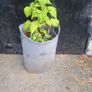 raspberries Image 2