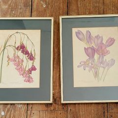 Vintage pair of framed botanicals