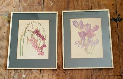 Vintage pair of framed botanicals