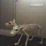 Life size skeleton dog Image 2