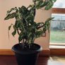 Dieffenbachia - Dumb can Image 2
