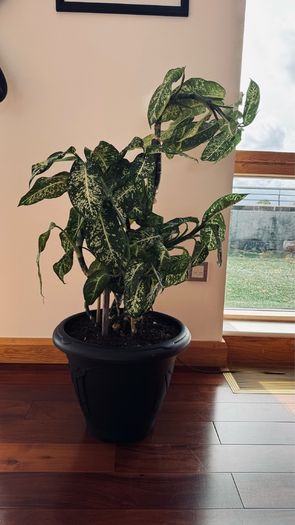 Dieffenbachia - Dumb can