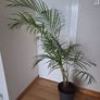 Indoor palm plant Image 2