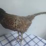 Taxidermy Common Cock Pheasant Image 5
