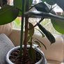 Ficus Elastica / Rubber Tree Image 2