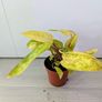 Philodendron Painted Lady Plant Image 3
