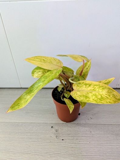 Philodendron Painted Lady Plant
