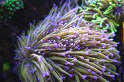 Dragon Tamer Torch Marine Coral