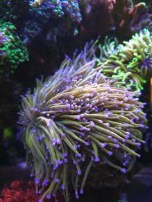 Dragon Tamer Torch Marine Coral