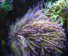 Dragon Tamer Torch Marine Coral