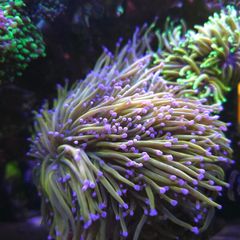 Dragon Tamer Torch Marine Coral