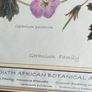 Lovely Gray Framed SOUTH AFRICAN BOTANICAL ART BY Judy Wheeler Geranium Family Monsania attenuata Geranium pulchrum Image 2