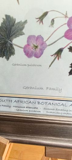 Lovely Gray Framed SOUTH AFRICAN BOTANICAL ART BY Judy Wheeler Geranium Family Monsania attenuata Geranium pulchrum