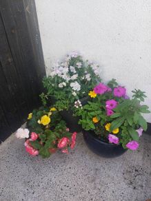 Flowers in pots